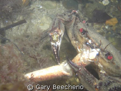 Crab eating crab by Gary Beecheno 